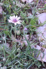 Pseudopodospermum papposum