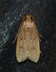 Autosticha kyotensis