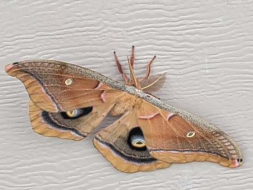 Polyphemus Moth