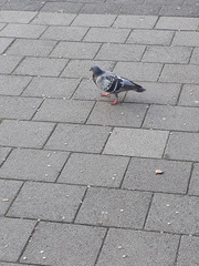 Columba livia domestica