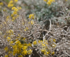 Alyssum trichostachyum