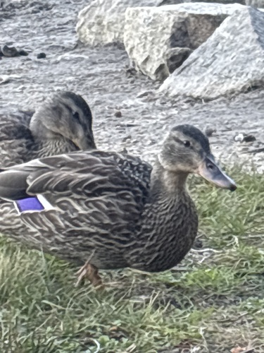 iNaturalist observation photo of Mallard
