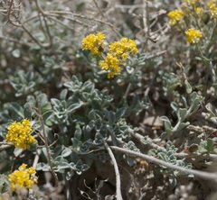 Alyssum trichostachyum