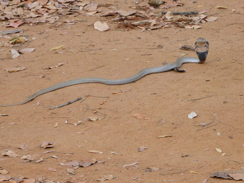 Mozambique Spitting Cobra