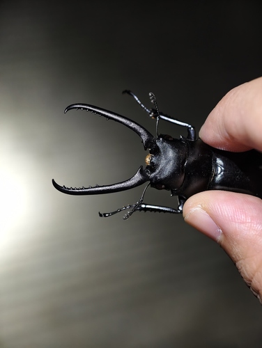 Prosopocoilus confucius