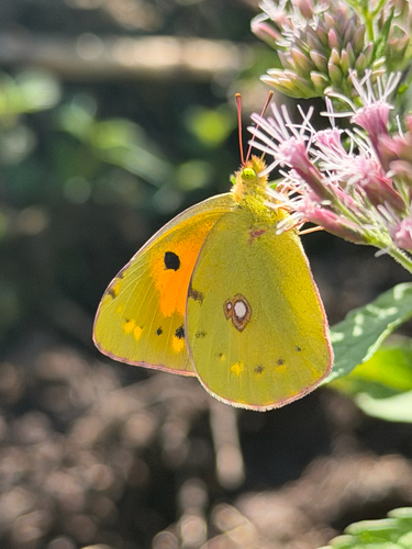 Clouded Yellow