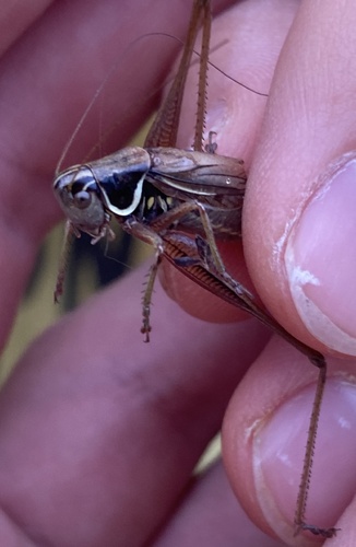 Roesel's Bush-cricket