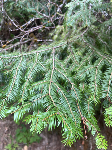 grand fir