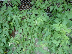 Solanum lyratum, photograph (c) W Rao, some rights reserved (CC BY)