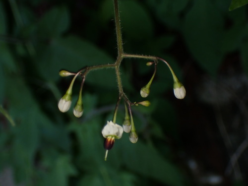 Solanum lyratum, photograph 4