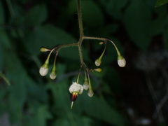 Solanum lyratum, photograph (c) W Rao, some rights reserved (CC BY)
