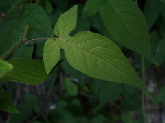 Solanum lyratum, photograph (c) W Rao, some rights reserved (CC BY)