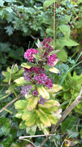 Orpine