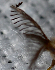 Cryptothelea nigrita