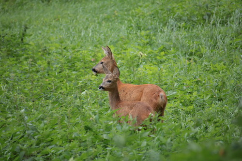 Western Roe Deer