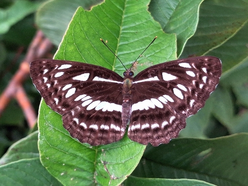 Chestnut-streaked Sailer