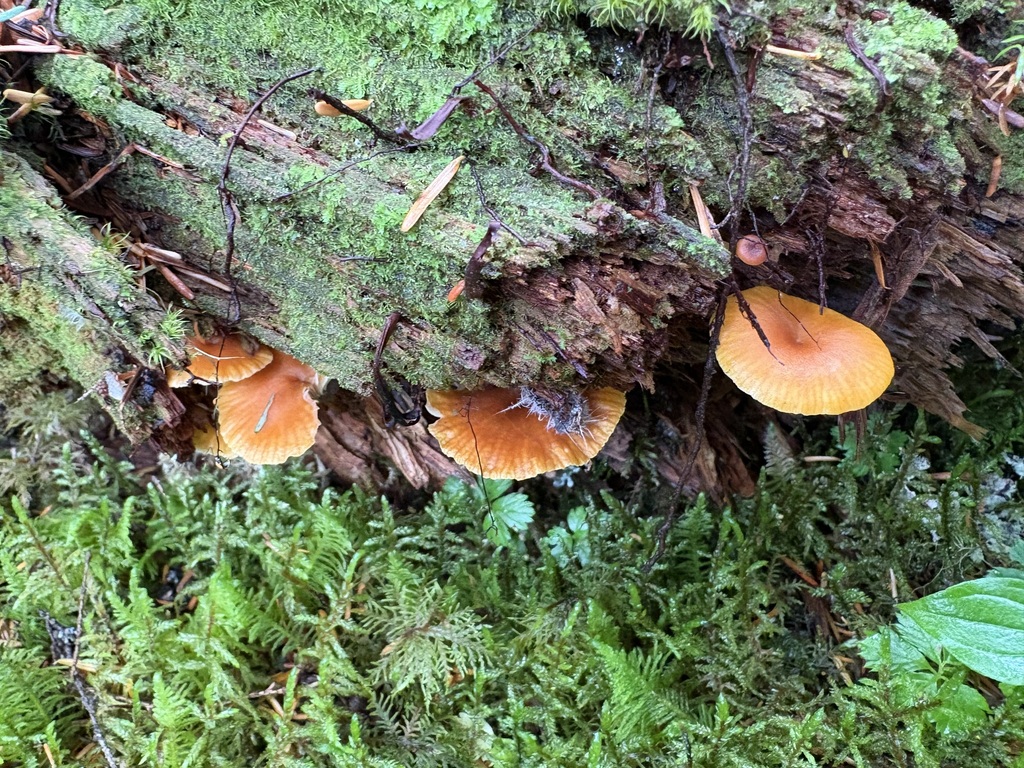 Pinewood Gingertail · September 2026 · photo: Photo: (c) sylbobaggins, some rights reserved (CC BY) · iNaturalist