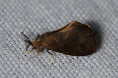 Cryptothelea nigrita