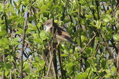 Curruca communis