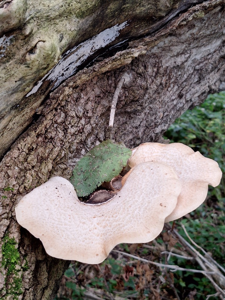 Dryad's Saddle · September 2026 · photo: Photo: (c) deefinder200, some rights reserved (CC BY) · iNaturalist