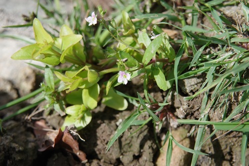 Veronica catenata, photograph 2