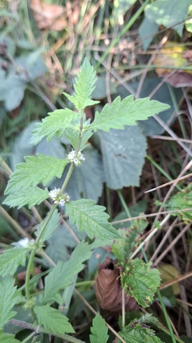 European water-horehound