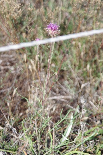 Jurinea cyanoides, photograph 5