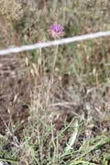 Jurinea cyanoides, photograph (c) bernhard_hiller, some rights reserved (CC BY)
