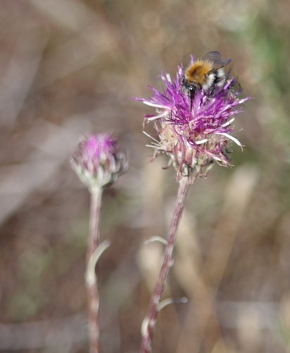 Jurinea cyanoides, photograph 6