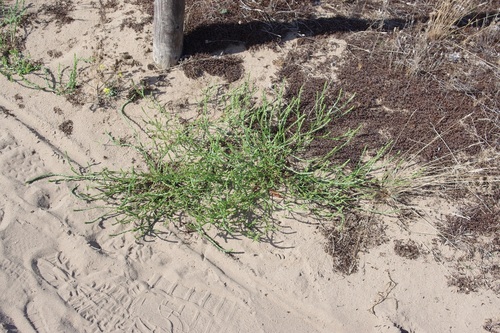 Corispermum pallasii