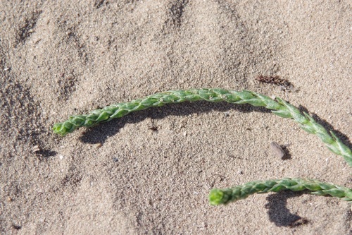 Corispermum pallasii, photograph 1