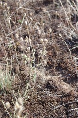 Plantago arenaria