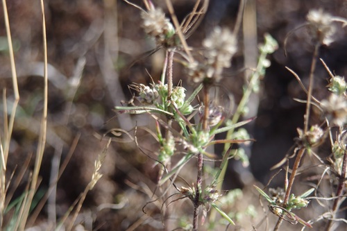 Plantago arenaria, photograph 2