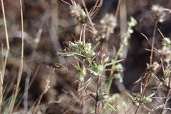 Plantago arenaria, photograph (c) bernhard_hiller, some rights reserved (CC BY)