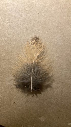 Plume de Hibou moyen-duc