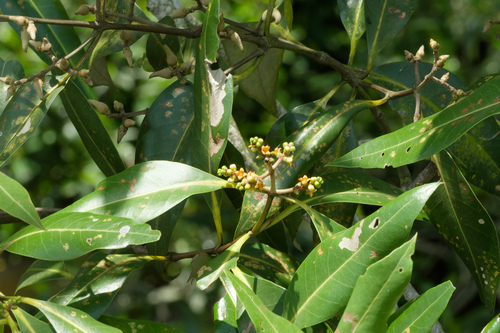 Avicennia alba, photograph 2
