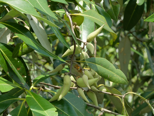 Avicennia alba (Avicennia alba)
