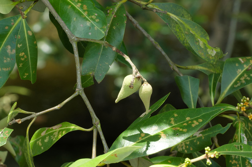 Avicennia alba, photograph 1