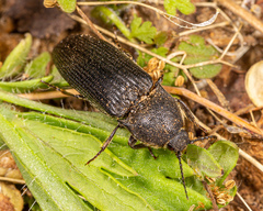 Melanotus punctolineatus