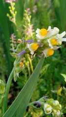 Linaria triphylla