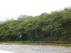 Croton urucurana