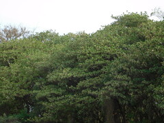 Croton urucurana, photograph (c) Valentín Alfano, some rights reserved (CC BY)