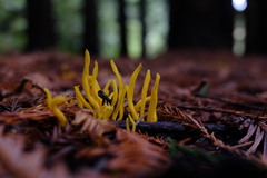 Clavulinopsis amoena