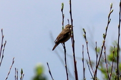 Acrocephalus schoenobaenus