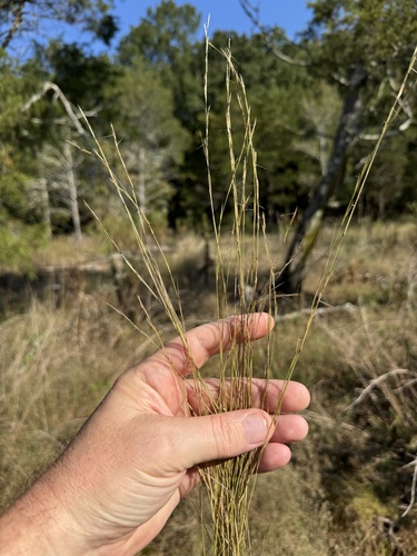 Aristida dichotoma, 2026-09-05