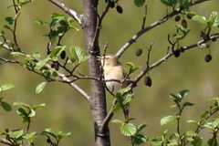 Acrocephalus schoenobaenus