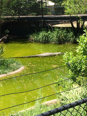 Crocodylia