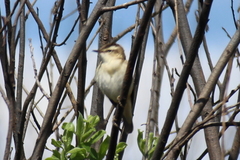 Acrocephalus schoenobaenus
