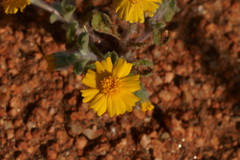 Eriophyllum wallacei