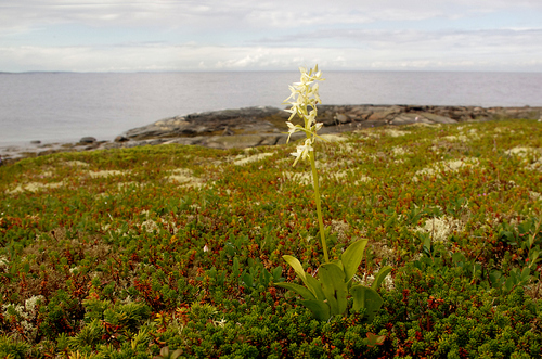 Platanthera bifolia, photograph 6